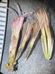 Attēlu rezultāti vaicājumam “Physarum pezizoideum stalked”