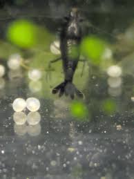 Attēlu rezultāti vaicājumam “Crex crex eggs”