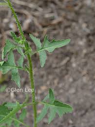 Attēlu rezultāti vaicājumam “Sisymbrium loeselii leaf”