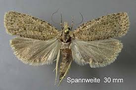 Attēlu rezultāti vaicājumam “Epiblema grandaevana”