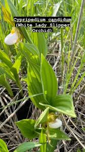 Attēlu rezultāti vaicājumam “Cypripedium calceolus leaf”
