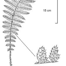 Attēlu rezultāti vaicājumam “Polystichum braunii”