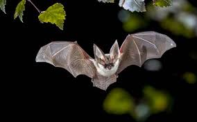 Attēlu rezultāti vaicājumam “Chiroptera”