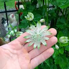 Attēlu rezultāti vaicājumam “Astrantia major flower”