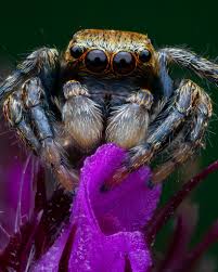 Attēlu rezultāti vaicājumam “Evarcha falcata”