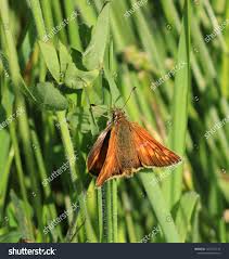 Attēlu rezultāti vaicājumam “Ochlodes sylvanus female”