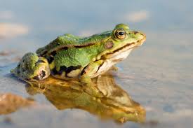 Attēlu rezultāti vaicājumam “Pelophylax”