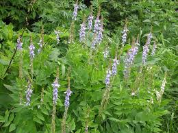 Attēlu rezultāti vaicājumam “Galega orientalis leaf”