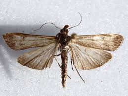 Attēlu rezultāti vaicājumam “Nomophila noctuella”