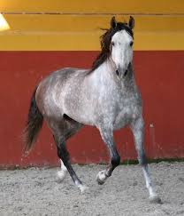 stallion by Jessy Konrad - 13593983