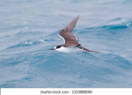 Image result for Onychoprion fuscatus