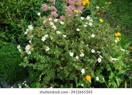 Attēlu rezultāti vaicājumam “Potentilla arenaria bud”