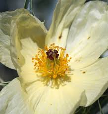 Image result for Adlumia cirrhosa