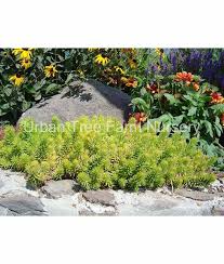 Attēlu rezultāti vaicājumam “Sedum rupestre”