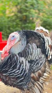 Attēlu rezultāti vaicājumam “Meleagris”