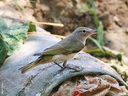 Image result for Phylloscopus orientalis