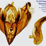 Attēlu rezultāti vaicājumam “Papestra biren”