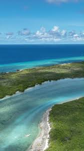 Image result for Albula glossodonta