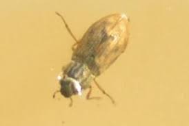 Attēlu rezultāti vaicājumam “Anobiidae”