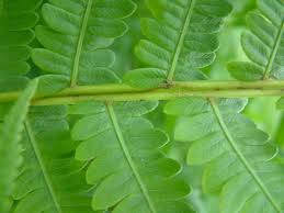 Attēlu rezultāti vaicājumam “Matteuccia struthiopteris”