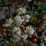 Attēlu rezultāti vaicājumam “Antennaria dioica fruit”
