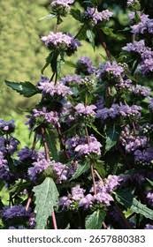 Attēlu rezultāti vaicājumam “Labiatae”