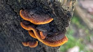 Attēlu rezultāti vaicājumam “Gloeophyllum abietinum”