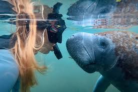 Image result for Dorking Snorkelling Club