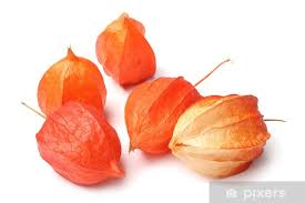 Image result for Physalis alkekengi