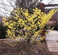 Attēlu rezultāti vaicājumam “Hamamelis”