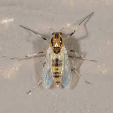 Attēlu rezultāti vaicājumam “Cricotopus”