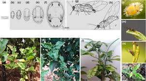 Attēlu rezultāti vaicājumam “Trioza dispar nymph”