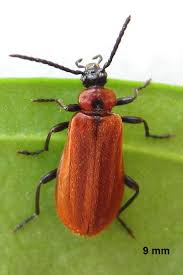 Attēlu rezultāti vaicājumam “Schizotus pectinicornis”