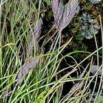 Attēlu rezultāti vaicājumam “Festuca ovina flower”