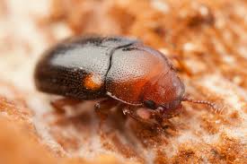 Attēlu rezultāti vaicājumam “Dacne bipustulata”