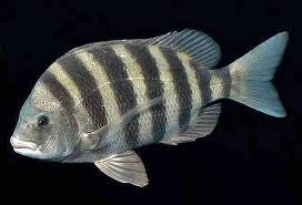 Image result for Archosargus rhomboidalis