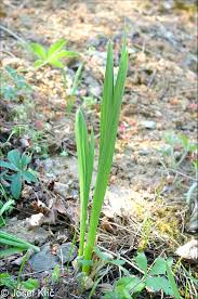 Attēlu rezultāti vaicājumam “Gladiolus imbricatus leaf”