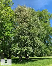 Attēlu rezultāti vaicājumam “Sorbus intermedia leaf”