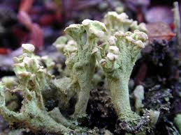 Attēlu rezultāti vaicājumam “Cladonia botrytes”