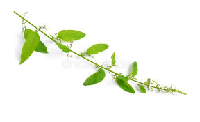 Attēlu rezultāti vaicājumam “Chenopodium polyspermum leaf”