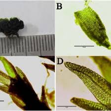 Attēlu rezultāti vaicājumam “Bryoerythrophyllum recurvirostrum sporophyte”