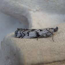 Attēlu rezultāti vaicājumam “Zophodia grossulariella”