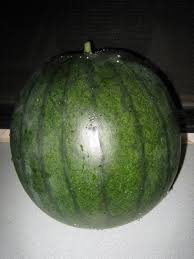 Attēlu rezultāti vaicājumam “Citrullus lanatus”