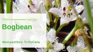 Attēlu rezultāti vaicājumam “Menyanthes trifoliata fruit”