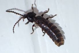 Attēlu rezultāti vaicājumam “Phosphaenus hemipterus”