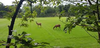 Image result for Burntwood Rugby Union Football Club