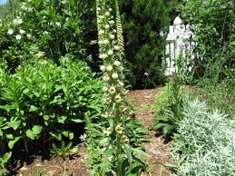 Image result for Digitalis ferruginea