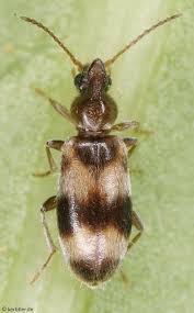 Attēlu rezultāti vaicājumam “Notoxus monoceros”