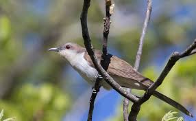 Image result for Coccyzus erythropthalmus