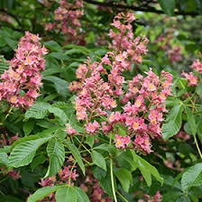 Attēlu rezultāti vaicājumam “Aesculus x hybrida flower”